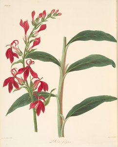 Strahlende Lobelie, aus Floral Illustrations of the Seasons, veröffentlicht 1829 von Margaret Roscoe
