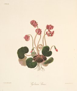 Rundblättriges Alpenveilchen, aus Florale Illustrationen der Jahreszeiten, veröffentlicht 1829
