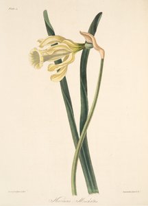 Spanische Narzisse, aus Florale Illustrationen der Jahreszeiten, veröffentlicht 1829