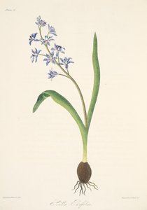 Zweiblättrige Blaustern, aus Florale Illustrationen der Jahreszeiten, veröffentlicht 1829