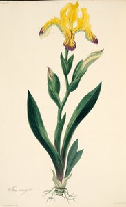 Bunte Iris, aus Floral Illustrations of the Seasons, veröffentlicht 1829 von Margaret Roscoe