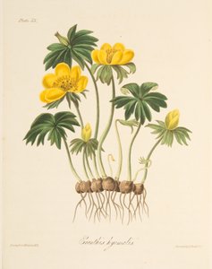 Winterling, aus Florale Illustrationen der Jahreszeiten, veröffentlicht 1829
