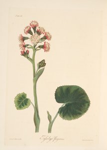 Winter-Heliotrop, aus Florale Illustrationen der Jahreszeiten, veröffentlicht 1829