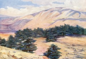 Allgemeine Ansicht der Zedern und Dehr el Kodib von Margaret Thomas