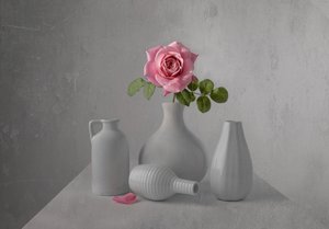 Zarte Rosa Rose Stillleben
