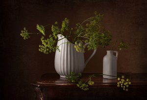 Dillblüten Stillleben