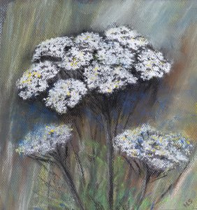 Wiesenkerbel (Anthriscus Sylvestris)
