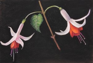 Fuchsien.