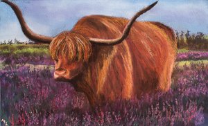 Highland-Bulle in schottischer Heide, 2018 von Margo Starkey