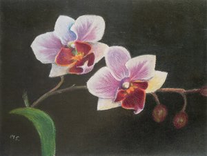 Orchidee in meinem Schlafzimmer von Margo Starkey