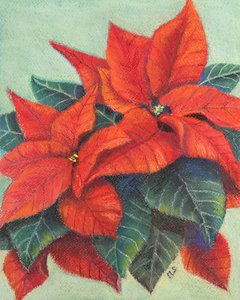 Weihnachtssterne, 2022 von Margo Starkey