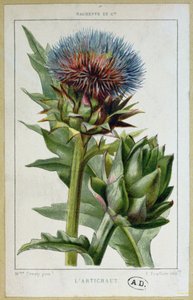 Artischocke, botanische Tafel, graviert von E. Fraillery von Marguerite Buret
