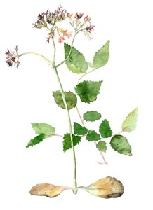 Blumen, 2018