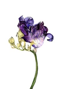 Freesienblume, 2018 von Maria Basea