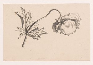 Klatschmohn von Maria Geertruida de Goeje Barbiers (attributed to)