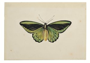 Schmetterling, Gemeiner Grüner Vogelflügler (Ornithoptera priamus) von Maria Margaretha van Os