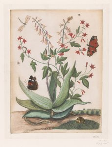 Schmetterlinge, eine Schlange und eine Schildkröte um eine blühende Agave von Maria Moninckx