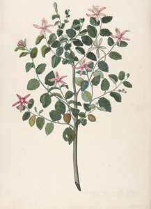 Studie einer Pflanze mit rot-violetten Blüten Sebastiana africana purpurea, 1695 von Maria Monninckx