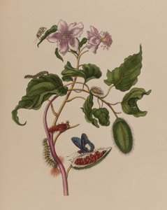 Illustration aus 