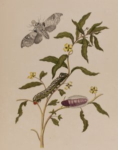 Illustration aus 