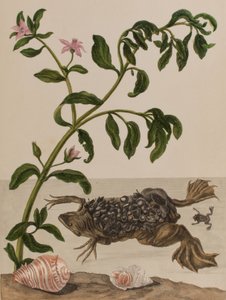 Illustration aus 