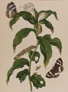 Illustration aus 
