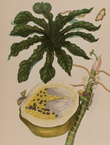 Illustration aus 