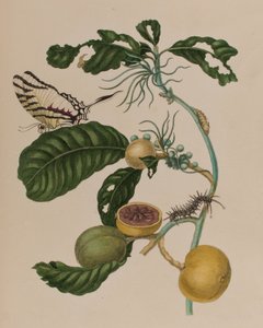 Illustration aus 