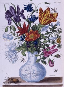 Käfer und verschiedene Blumen