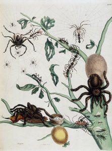 Schwarze Spinnen auf Guajave, die sich von Ameisen ernähren oder Kolobritgen in ihrem Nest fangen in Maria Sibylla Merians „Allgemeine Geschichte der Insekten von Surinam und ganz Europa“ 1771