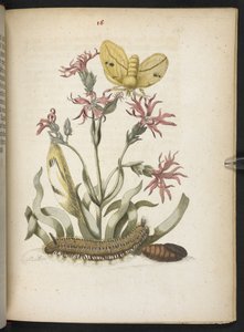 Der Raupen wunderbare Verwandlung und sonderbare Blumen-Nahrung von Maria Sibylla Merian