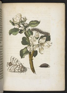 Der Raupen wunderbare Verwandlung und sonderbare Blumen-Nahrung von Maria Sibylla Merian