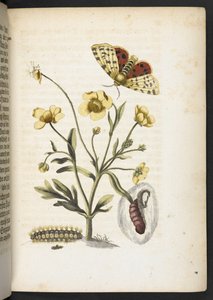 Der Raupen wunderbare Verwandlung und sonderbare Blumen-Nahrung von Maria Sibylla Merian