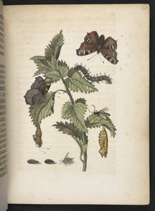 Der Raupen wunderbare Verwandlung und sonderbare Blumen-Nahrung von Maria Sibylla Merian