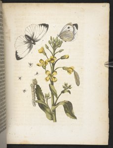 Der Raupen wunderbare Verwandlung und sonderbare Blumen-Nahrung von Maria Sibylla Merian