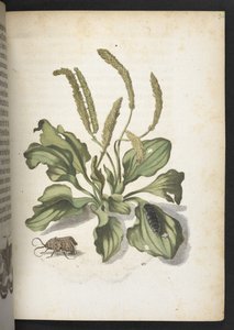 Der Raupen wunderbare Verwandlung und sonderbare Blumen-Nahrung von Maria Sibylla Merian