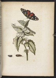 Der Raupen wunderbare Verwandlung und sonderbare Blumen-Nahrung von Maria Sibylla Merian