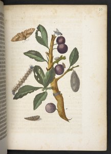 Der Raupen wunderbare Verwandlung und sonderbare Blumen-Nahrung von Maria Sibylla Merian