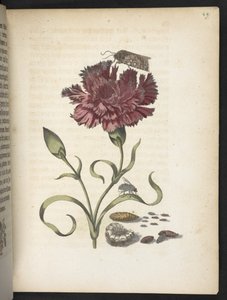Der Raupen wunderbare Verwandlung und sonderbare Blumen-Nahrung