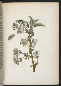 Der Raupen wunderbare Verwandlung und sonderbare Blumen-Nahrung von Maria Sibylla Merian