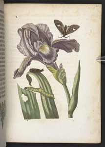 Der Raupen wunderbare Verwandlung und sonderbare Blumen-Nahrung von Maria Sibylla Merian
