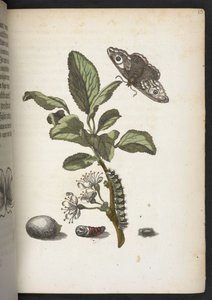 Der Raupen wunderbare Verwandlung und sonderbare Blumen-Nahrung von Maria Sibylla Merian
