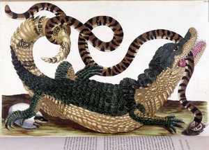 Kampf zwischen einem Krokodil und einer Schlange - in „Allgemeine Geschichte der Insekten von Surinam und ganz Europa“ von Maria Sibylla de Merian, Paris