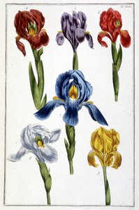 Iris - in Histoire générale des insectes de Surinam et de toute l