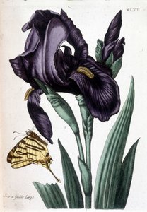 Breitblättrige Iris - in „Allgemeine Geschichte der Insekten von Surinam und ganz Europa“ von Maria Sibylla Merian, ed. Desnos, Paris von Maria Sibylla Merian