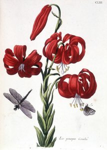 Lila Lilie - in Histoire générale des insectes de Surinam et de toute l