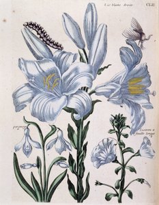 Weiße Lilie und langblättriger Rand - in „Allgemeine Geschichte der Insekten von Surinam und ganz Europa“ von Maria Sibylla de Merian, ed. Desnos, Paris von Maria Sibylla Merian