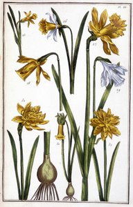 Unbekanntes Bild von Maria Sibylla Merian