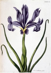 Unbekanntes Bild von Maria Sibylla Merian