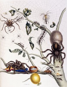 Verschiedene Arachniden aus Südamerika, 1726